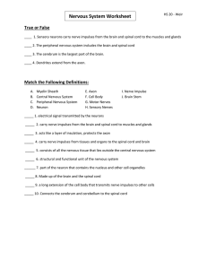 Nervous System Worksheet