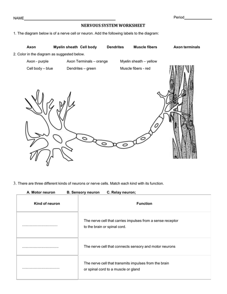 Nervous System Worksheet