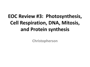 EOC Review: Energy, DNA/Protein, Genetics, Mitosis/Meiosis
