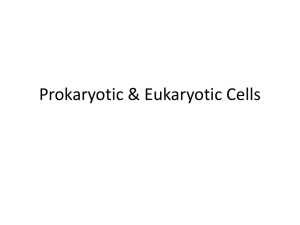 Prokaryotic & Eukaryotic Cells
