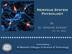 007 CNS lecture 7 Brainstem Dr Shahab
