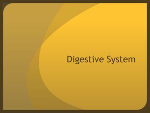 New Digestive System