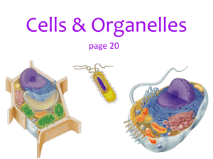 AP Organelle Notes