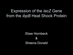Expression of the lacZ Gene from IbdB Heat Shock Protein