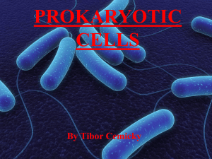 PROKARYOTIC CELLS