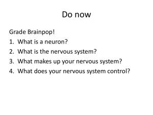 What is the Nervous System