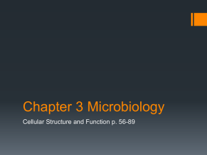 Chapter 3 Microbiology