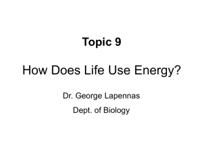 How Does Life Use Energy?