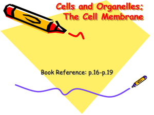 Cells and Organelles The Cell Membrane