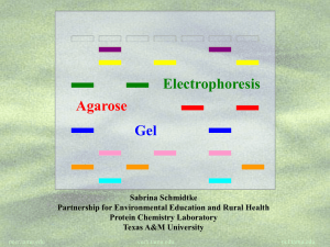 Electrophoresis on Agarose Gel - PEER