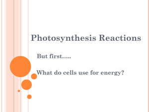6. Photosynthetic Reactions_Honors