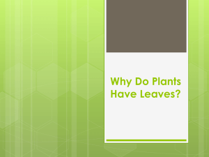 2.5Why Do Plants
