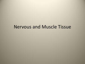 Nervous and Muscle Tissue - White Plains Public Schools