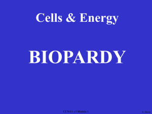 Cells and Energy Jeopardy