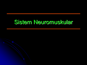 sistem neuromuskuler