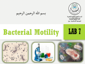 Lab-6-Bacterial motility