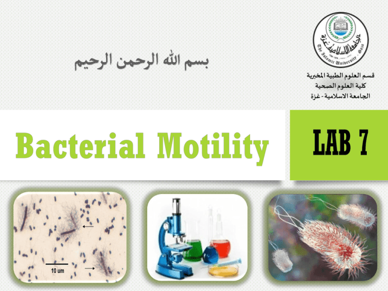 Motility Chart