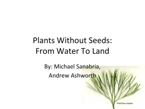 Plants Without Seeds: From Water To Land