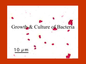 PowerPoint Presentation - Growth & Culture of Bacteria