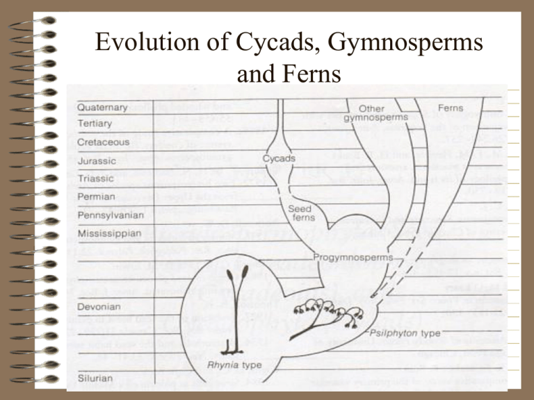 write an essay on evolution of gymnosperms