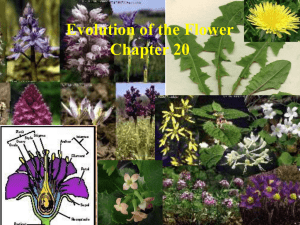 Chapter 20 Evolution of Angiosperm