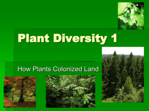Plant Diversity 1