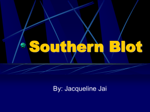 Southern, Northern, and Western Blots
