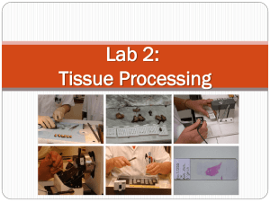 Lab 2: Tissue Processing