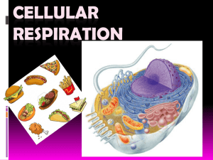 Cellular Respiration