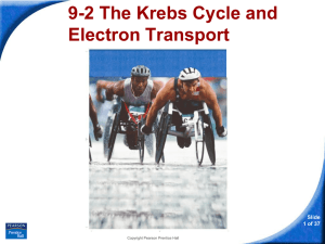 9-2 The Krebs Cycle and Electron Transport Slide 1 of 37