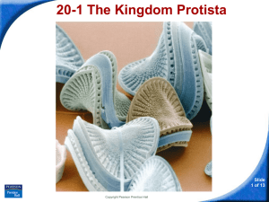 20-1 The Kingdom Protista Slide 1 of 13 Copyright Pearson Prentice Hall