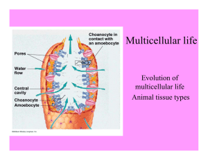 Multicellular life Evolution of multicellular life Animal tissue types