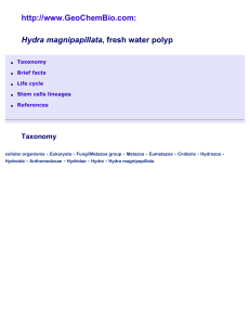 Hydra magnipapillata Taxonomy -