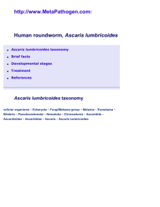 Ascaris lumbricoides  -