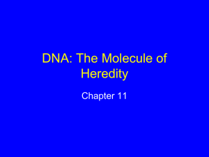 DNA: The Molecule of Heredity Chapter 11