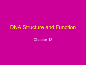 DNA Structure and Function Chapter 13