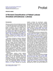 A Revised Classiﬁcation of Naked Lobose Amoebae (Amoebozoa: Lobosa) PROTIST NEWS Introduction