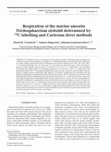 Respiration of  the marine amoeba b y Trichosphaerium sieboldi