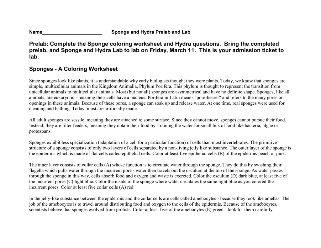 Prelab:  Complete the Sponge coloring worksheet and Hydra questions Pertaining To  Sponges A Coloring Worksheet