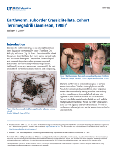 Earthworm, suborder Crassiclitellata, cohort Terrimegadrili (Jamieson, 1988) Introduction William T. Crow