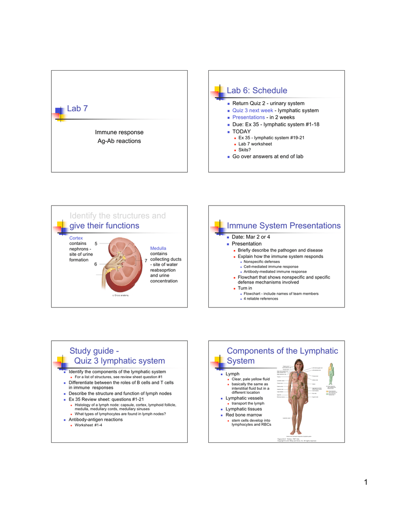 Immune Response Flow Chart