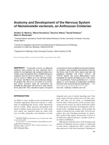 Anatomy and Development of the Nervous System Heather Q. Marlow, Mansi Srivastava,