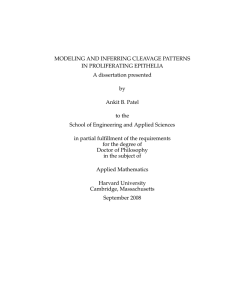 MODELING AND INFERRING CLEAVAGE PATTERNS IN PROLIFERATING EPITHELIA A dissertation presented by