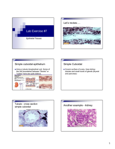 Lab Exercise #7 Let’s review…. Simple cuboidal epithelium Simple Cuboidal