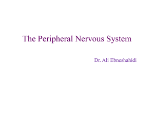 The Peripheral Nervous System Dr. Ali Ebneshahidi