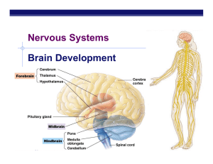 Nervous Systems Brain Development AP Biology 2007-2008