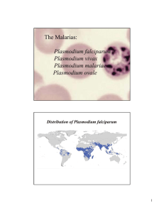 The Malarias: Plasmodium falciparum Plasmodium vivax Plasmodium malariae