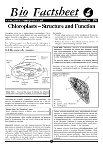 Bio Factsheet Chloroplasts – Structure and Function Number   198 www.curriculum-press.co.uk