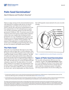 Palm Seed Germination Alan W. Meerow and Timothy K. Broschat 1