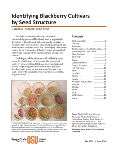 Identifying Blackberry Cultivars by Seed Structure Contents